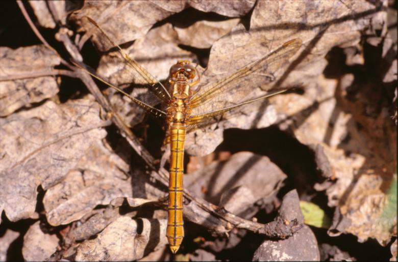 Free stock image of Orange dragonfly created by MUNCH PIERRE