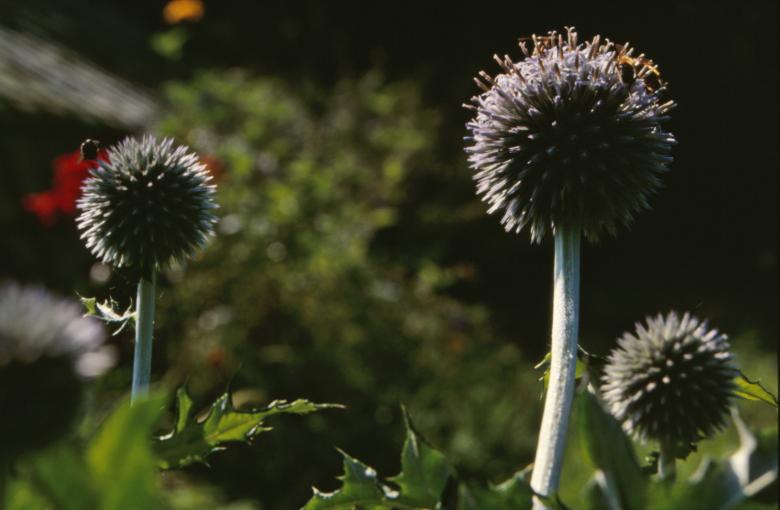 Free stock image of Flowers created by MUNCH PIERRE