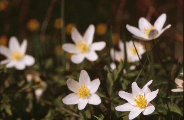Free stock image of White flowers created by MUNCH PIERRE