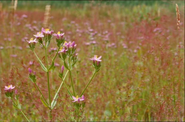 Free stock image of Pink flowers created by MUNCH PIERRE
