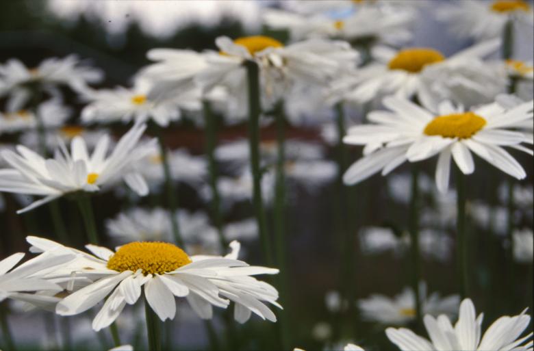 Free stock image of White flowers created by MUNCH PIERRE