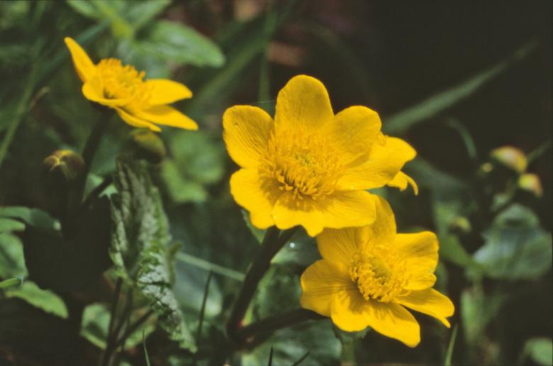 Free stock image of Yellow flowers created by MUNCH PIERRE