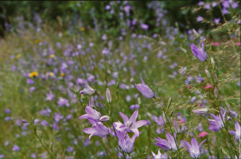 Free stock image of Purple flowers created by MUNCH PIERRE