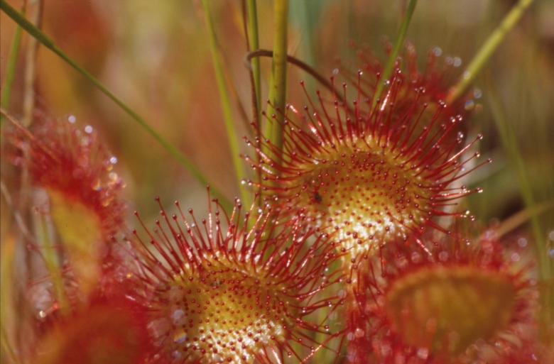 Free stock image of Red flowers created by MUNCH PIERRE