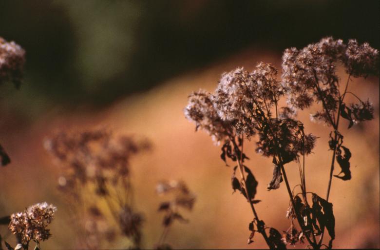 Free stock image of Flowers created by MUNCH PIERRE