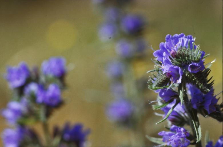 Free stock image of Purple flowers created by MUNCH PIERRE