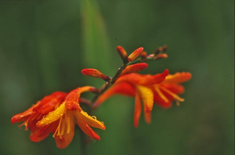 Free stock image of Red flower created by MUNCH PIERRE