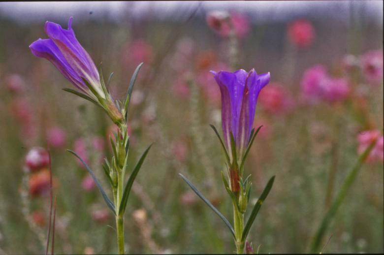 Free stock image of Purple flowers created by MUNCH PIERRE