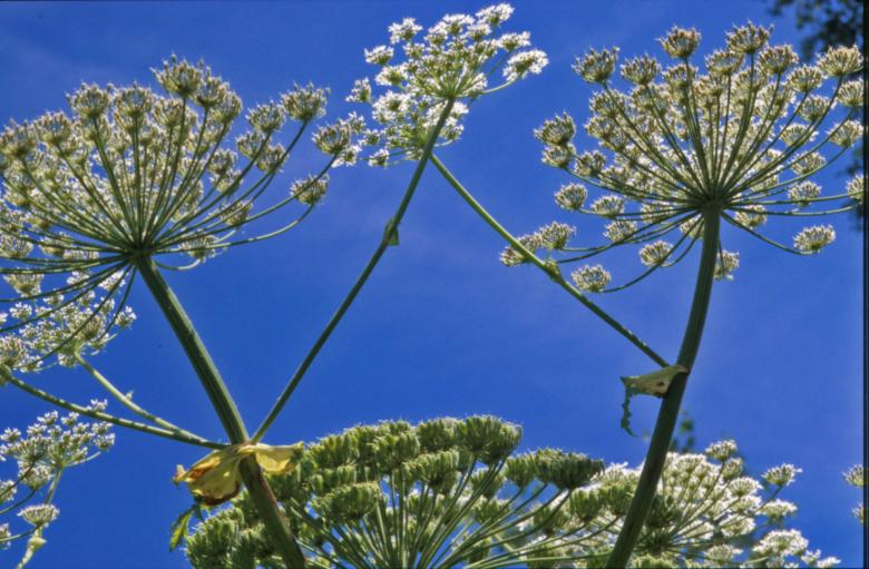 Free stock image of White flowers created by MUNCH PIERRE