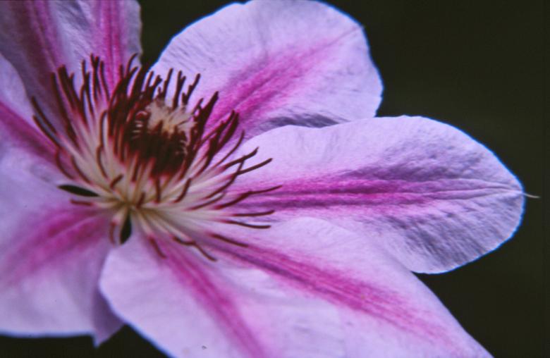Free stock image of Pink flower created by MUNCH PIERRE