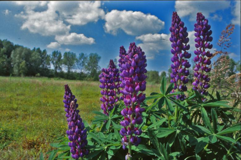 Free stock image of Flowers created by MUNCH PIERRE