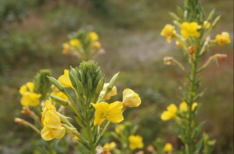 Free stock image of Yellow flowers created by MUNCH PIERRE