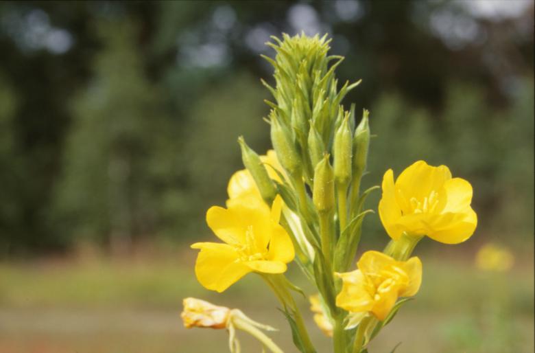 Free stock image of Yellow flowers created by MUNCH PIERRE