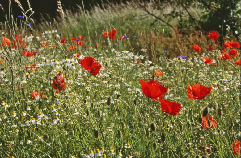 Free stock image of Red flowers created by MUNCH PIERRE