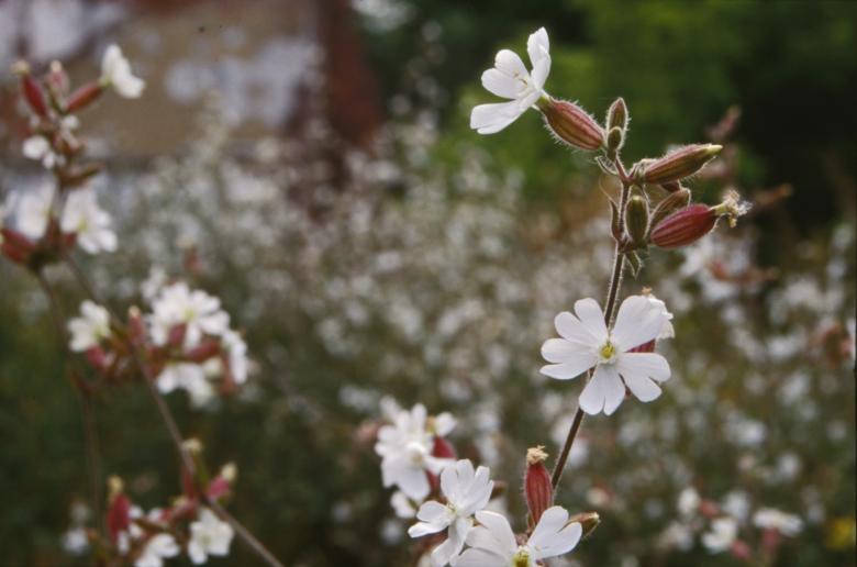 Free stock image of White flowers created by MUNCH PIERRE