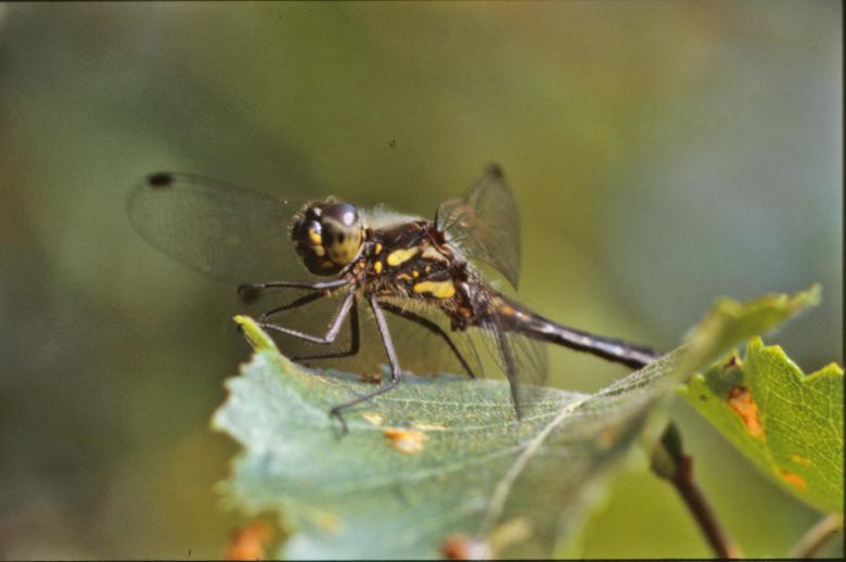 Free stock image of Yellow and black dragonfly created by MUNCH PIERRE