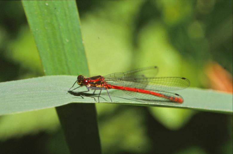 Free stock image of Red dragonfly created by MUNCH PIERRE