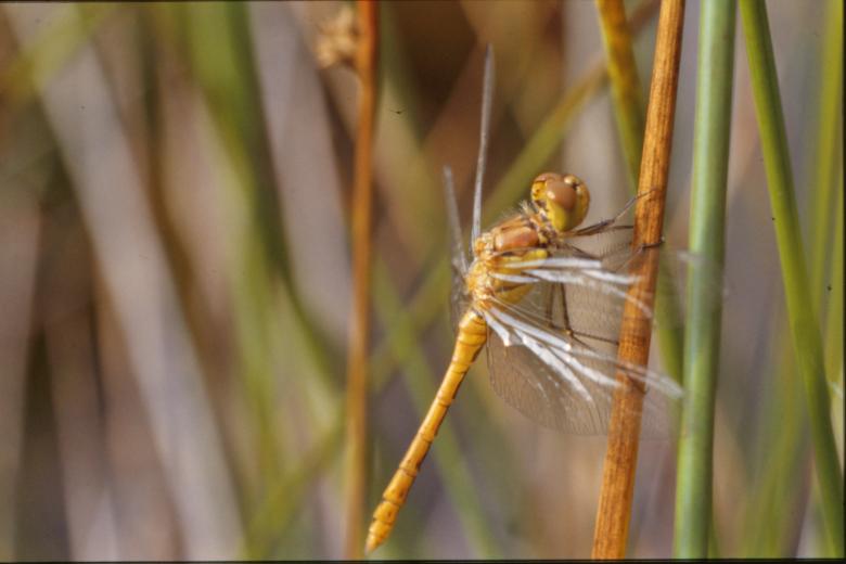 Free stock image of Yellow dragonfly created by MUNCH PIERRE