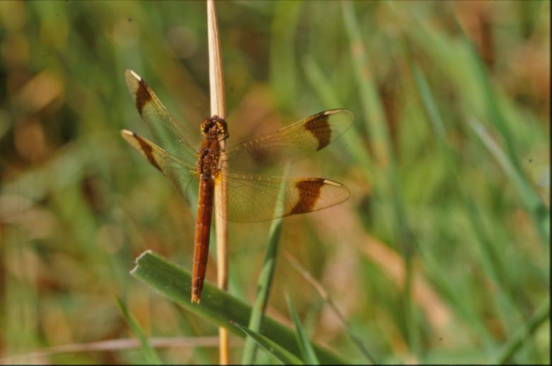 Free stock image of Brown dragonfly created by MUNCH PIERRE