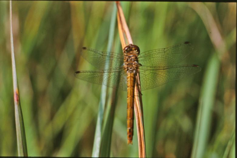 Free stock image of Dragonfly created by MUNCH PIERRE