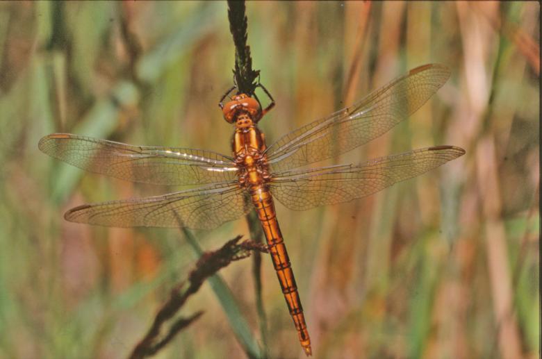 Free stock image of Orange dragonfly created by MUNCH PIERRE