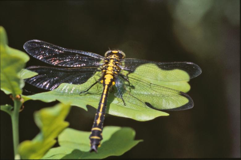 Free stock image of Yellow dragonfly created by MUNCH PIERRE