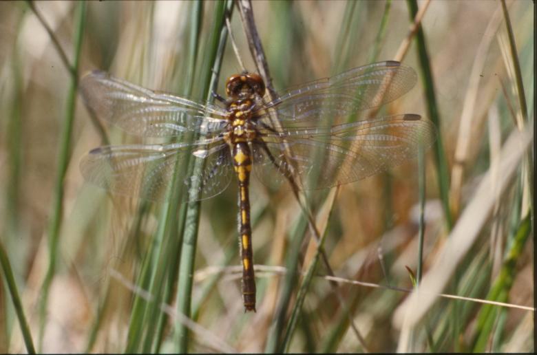 Free stock image of Dragonfly created by MUNCH PIERRE