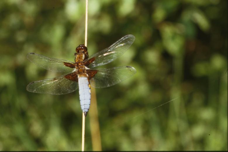 Free stock image of White dragonfly created by MUNCH PIERRE