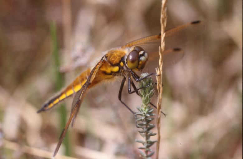 Free stock image of Orange dragonfly created by MUNCH PIERRE