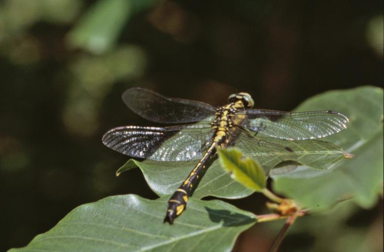 Free stock image of Yellow and black dragonfly created by MUNCH PIERRE