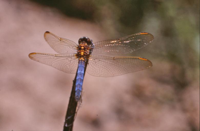 Free stock image of Blue dragonfly created by MUNCH PIERRE
