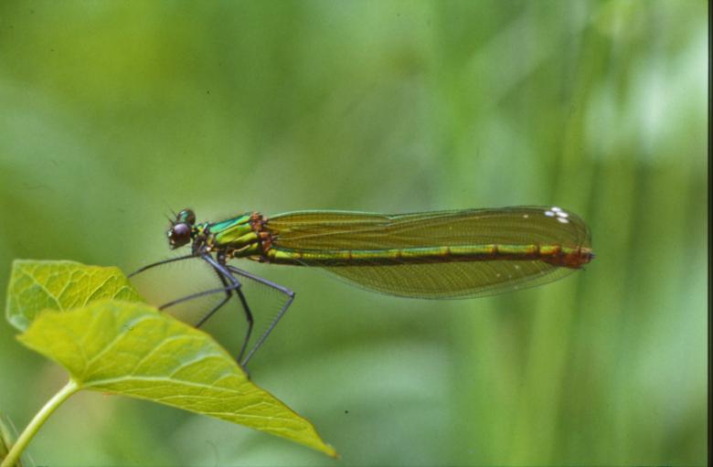 Free stock image of Green dragonfly created by MUNCH PIERRE