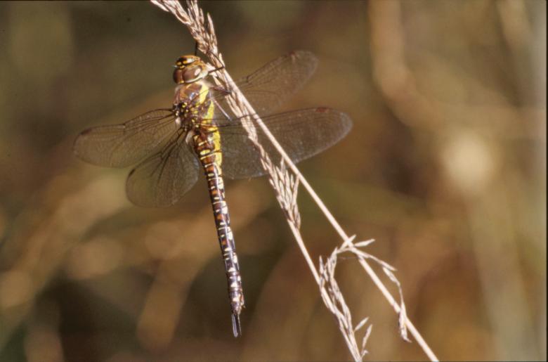 Free stock image of Dragonfly created by MUNCH PIERRE