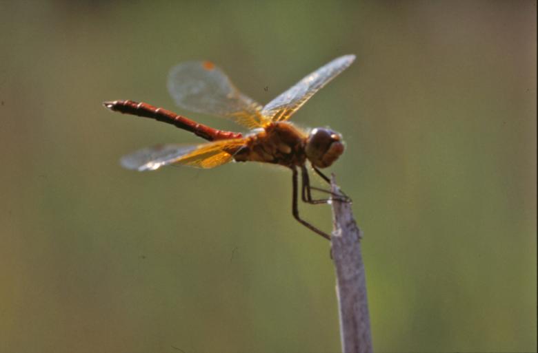 Free stock image of Dragonfly created by MUNCH PIERRE