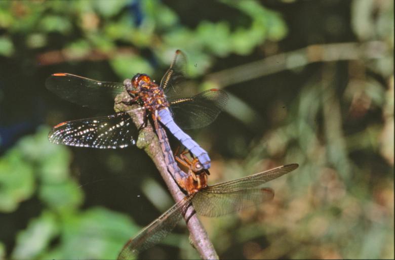 Free stock image of Dragonfly created by MUNCH PIERRE