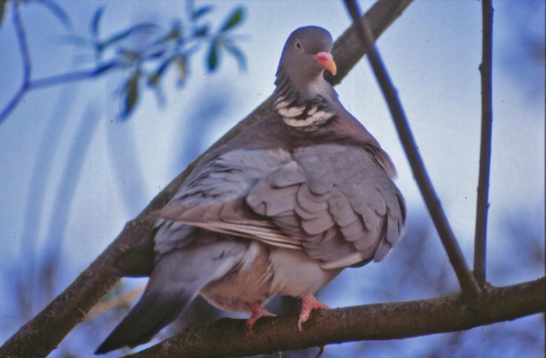 Free stock image of Pigeon created by MUNCH PIERRE