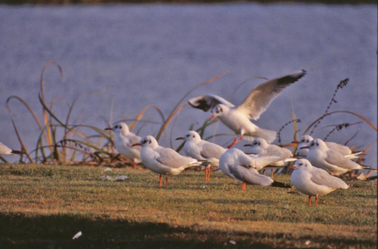 Free stock image of Birds created by MUNCH PIERRE