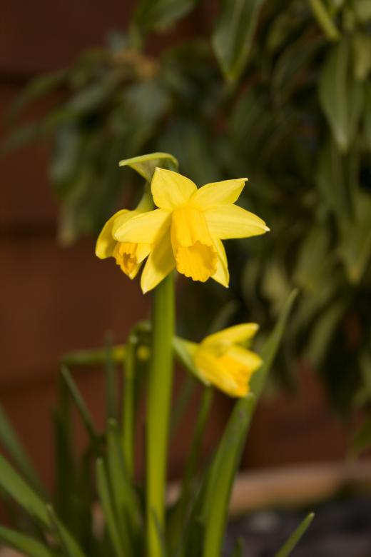 Free stock image of Daffodil created by Lee Hemmings