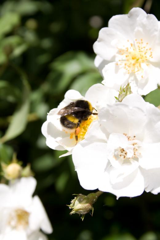 Free stock image of Bumble Bee Taking Nectar created by Lee Hemmings