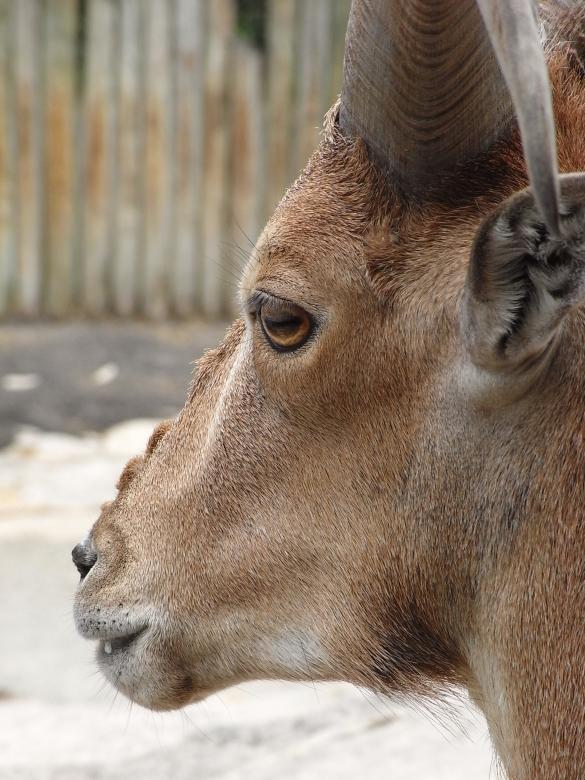 Free stock image of Barbary sheep created by Jackie Skeate