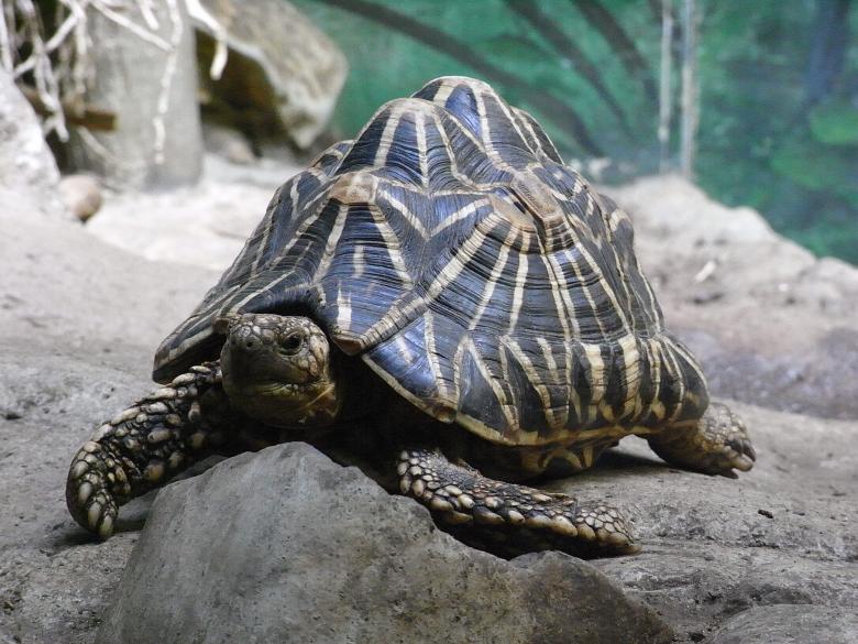 Free stock image of Indian Star Tortoise created by Jackie Skeate
