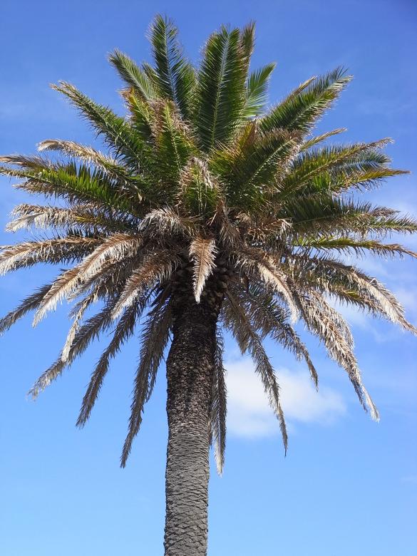 Free stock image of Palm tree created by Jackie Skeate