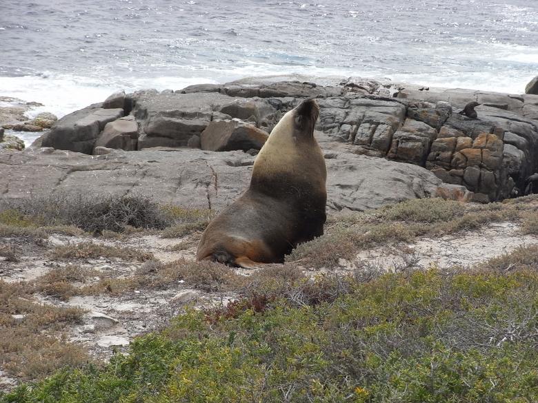 Free stock image of Australian Sea Lion created by Jackie Skeate