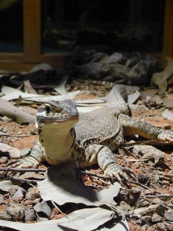 Free stock image of Lizard created by Jackie Skeate