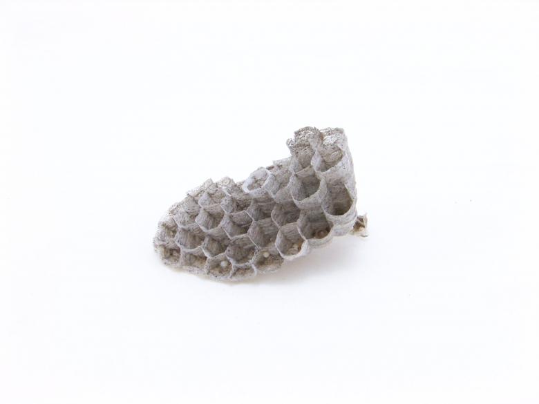 Free stock image of Wasps nest created by homero chapa