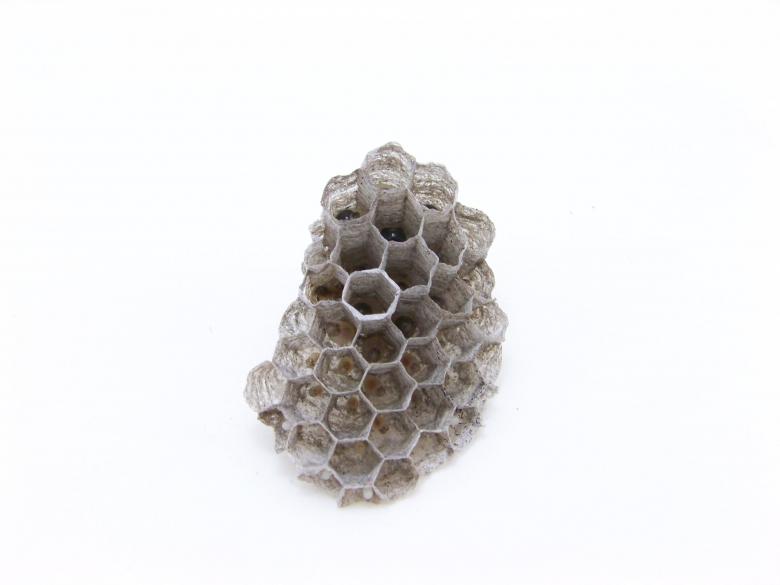 Free stock image of Wasps nest created by homero chapa