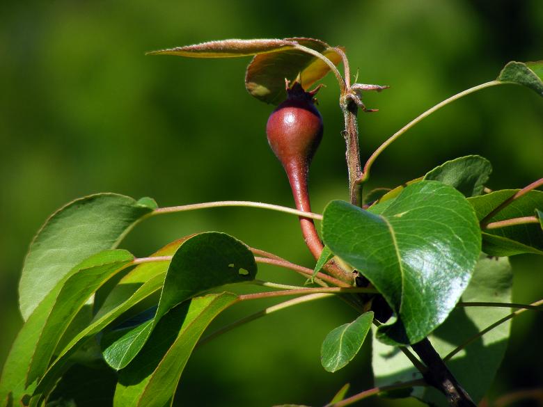 Free stock image of Pear telephoto created by Alexandru Vulpe