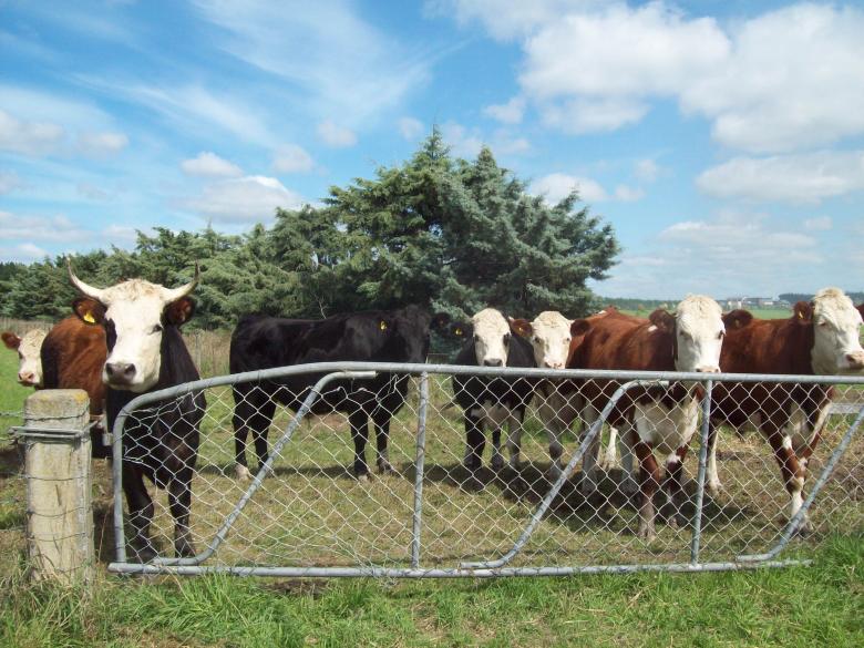 Free stock image of Mixed cattle Herefords and others at Wes created by Peter Alexander Robb