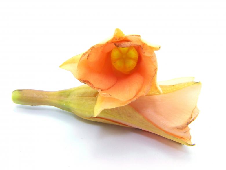 Free stock image of Orange flowers created by homero chapa