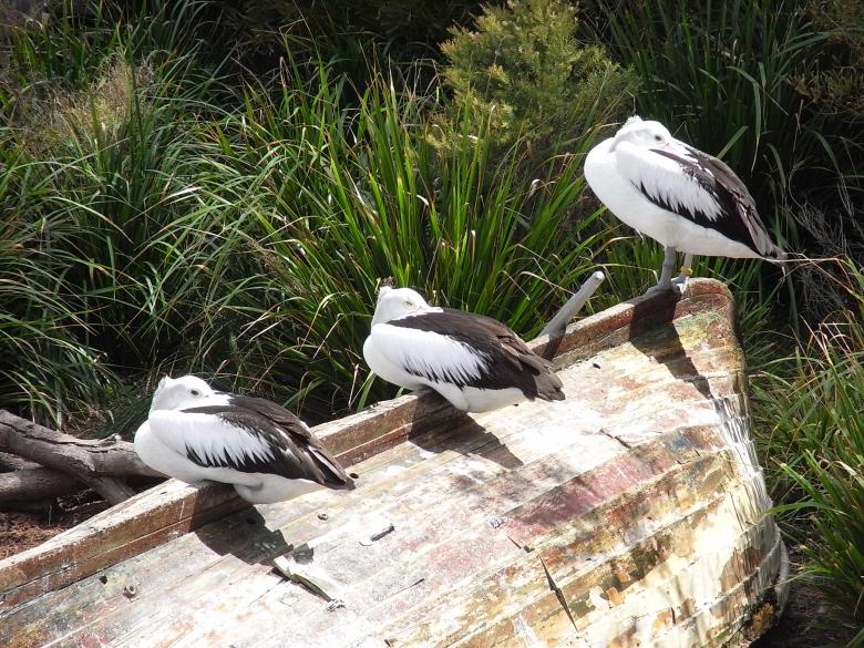 Free stock image of Three pelicans created by Jackie Skeate